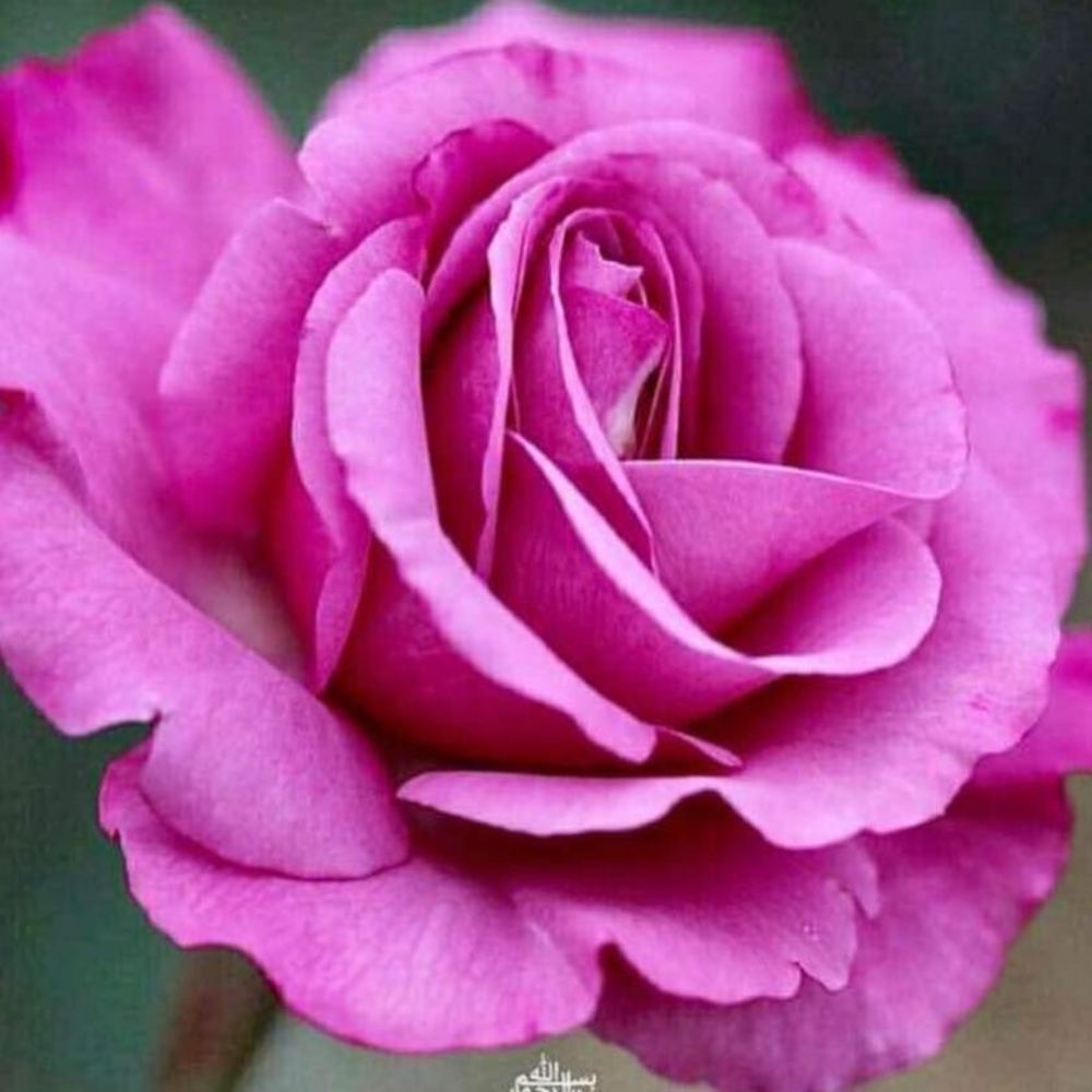 Meet your Posher, Şoreş